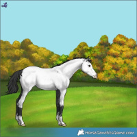 Horse Color:Blue Roan Frame Near Fewspot