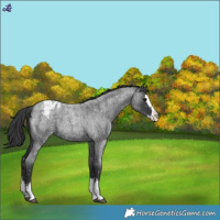 Horse Color:Blue Roan Splash Blanket 
