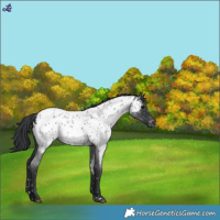 Horse Color:Blue Roan Near Leopard 