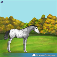 Horse Color:Blue Roan Splash Blanket 