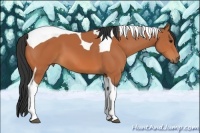 Horse Color:Bay Tobiano 