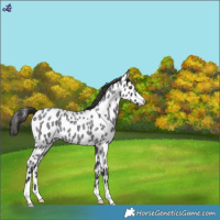 Horse Color:Smoky Blue Roan Near Leopard