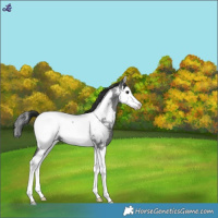 Horse Color:Blue Roan Splash Near Fewspot