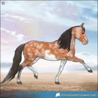 Horse Color:White Spotted Bay Sabino Frame 
