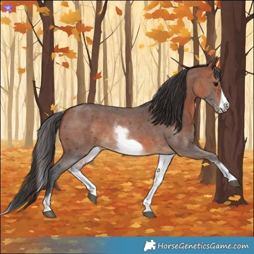 Horse Color:White Spotted Bay Sabino Frame 