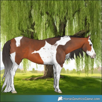 Horse Color:Bay Splash Tobiano 