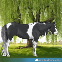 Horse Color:Black Splash Tobiano 