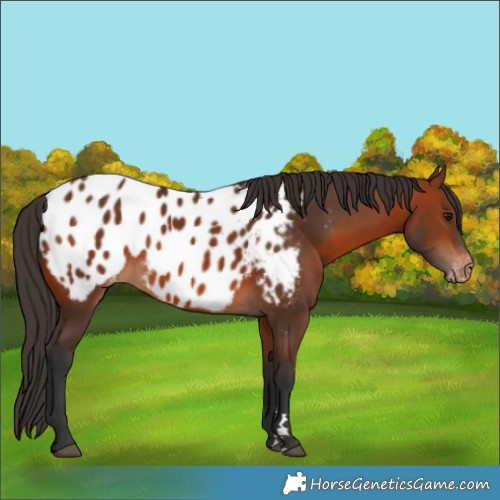Horse Color:Bay Appaloosa 