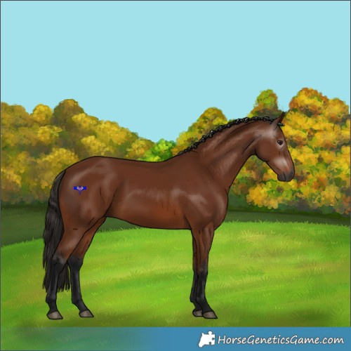 Horse Color:Gray Bay 