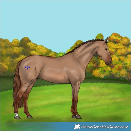 Horse Color:Red Dun 