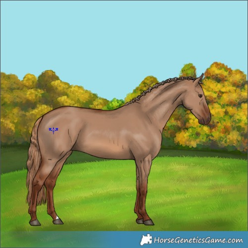 Horse Color:Red Dun