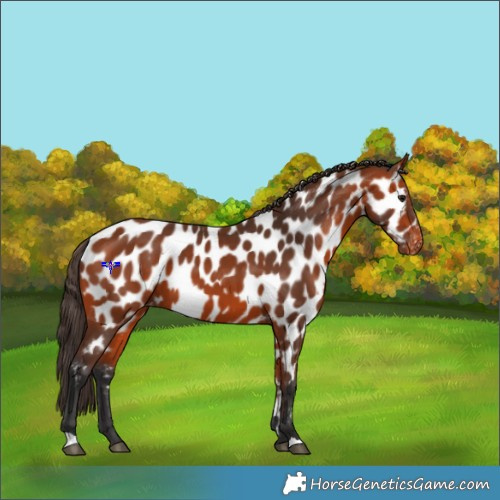 Horse Color:Bay Appaloosa 