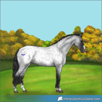 Horse Color:Blue Roan Blanket