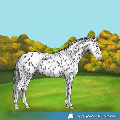 Horse Color:Black Appaloosa 