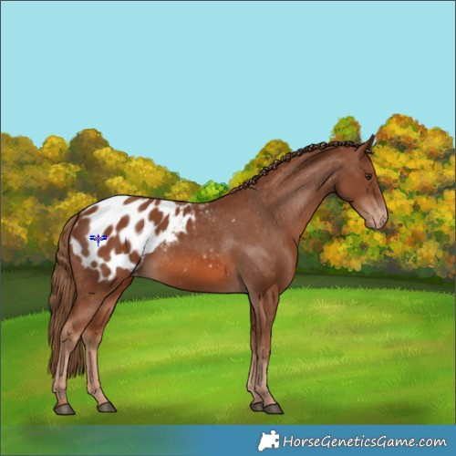 Horse Color:Chestnut Appaloosa