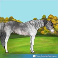 Horse Color:White Spotted Brown Rabicano 