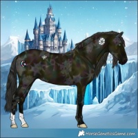 Horse Color:Midnight Grullo Ice