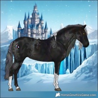 Horse Color:Nacre Midnight Black Ice Tobiano 