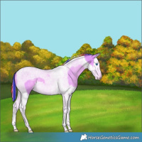Horse Color:Painted Watercolor Palomino Splash Tobiano 