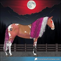 Horse Color:Bay Splash Tobiano