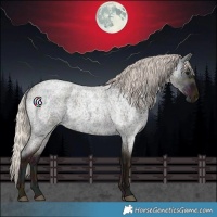 Horse Color:Midnight Silver Blue Ice Roan Rabicano