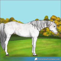 Horse Color:White Spotted Brown 