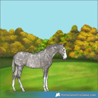 Horse Color:Gray White Spotted Silver Black Ice Rabicano 