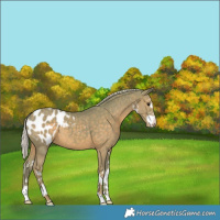 Horse Color:Watercolor White Spotted Silver Black Appaloosa 