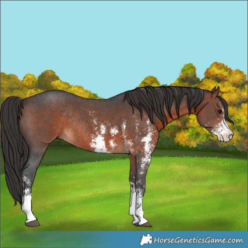 Horse Color:Brown Sabino Rabicano 