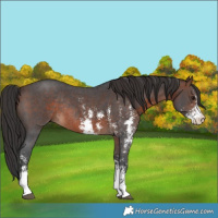 Horse Color:Brown Sabino Rabicano 