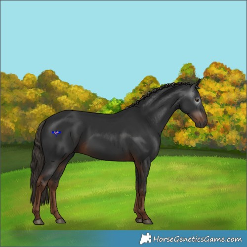 Horse Color:Gray White Spotted Liver Chestnut 