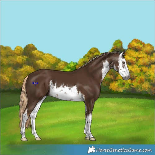 Horse Color:Gray White Spotted Chocolate Palomino