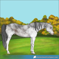 Horse Color:White Spotted Brown 