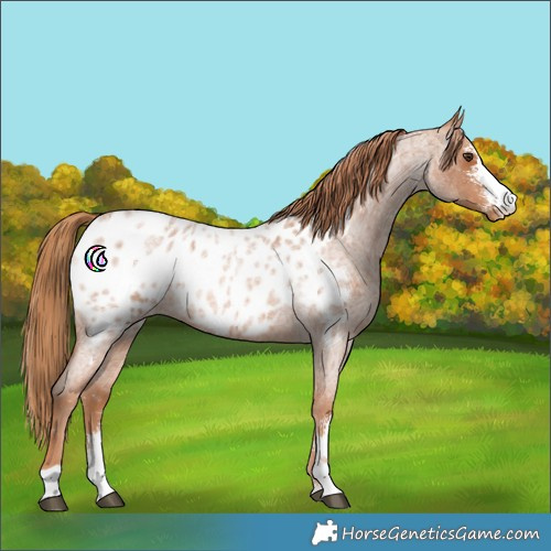 Horse Color:Red Roan Sabino Appaloosa Rabicano 
