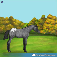 Horse Color:Blue Roan Appaloosa 
