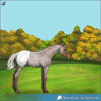 Horse Color:Silver Blue Roan Snowcap