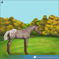 Horse Color:Silver Blue Roan Blanket 