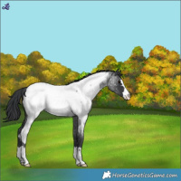Horse Color:Blue Roan Appaloosa