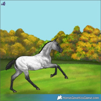 Horse Color:Blue Roan Snowcap 
