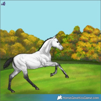 Horse Color:Blue Roan Near Fewspot 