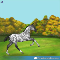 Horse Color:Blue Roan Tobiano Near Leopard 