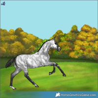 Horse Color:White Spotted Blue Roan Appaloosa 