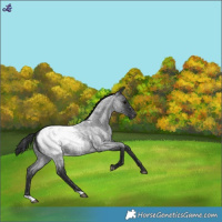 Horse Color:Blue Roan Snowcap 