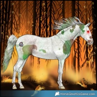 Horse Color:Chestnut Splash Tobiano Rabicano 