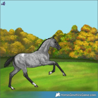 Horse Color:Blue Roan Snowcap