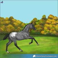 Horse Color:Blue Roan Snowcap 