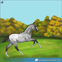 Horse Color:Smoky Blue Roan Blanket 
