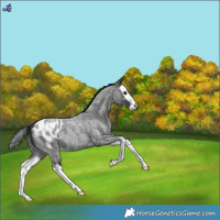 Horse Color:Blue Roan Splash Blanket