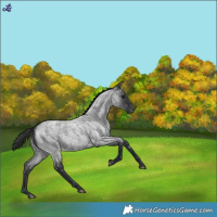 Horse Color:Blue Roan Snowflake Varnish