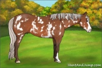 Horse Color:White Spotted Silver Bay Splash Frame